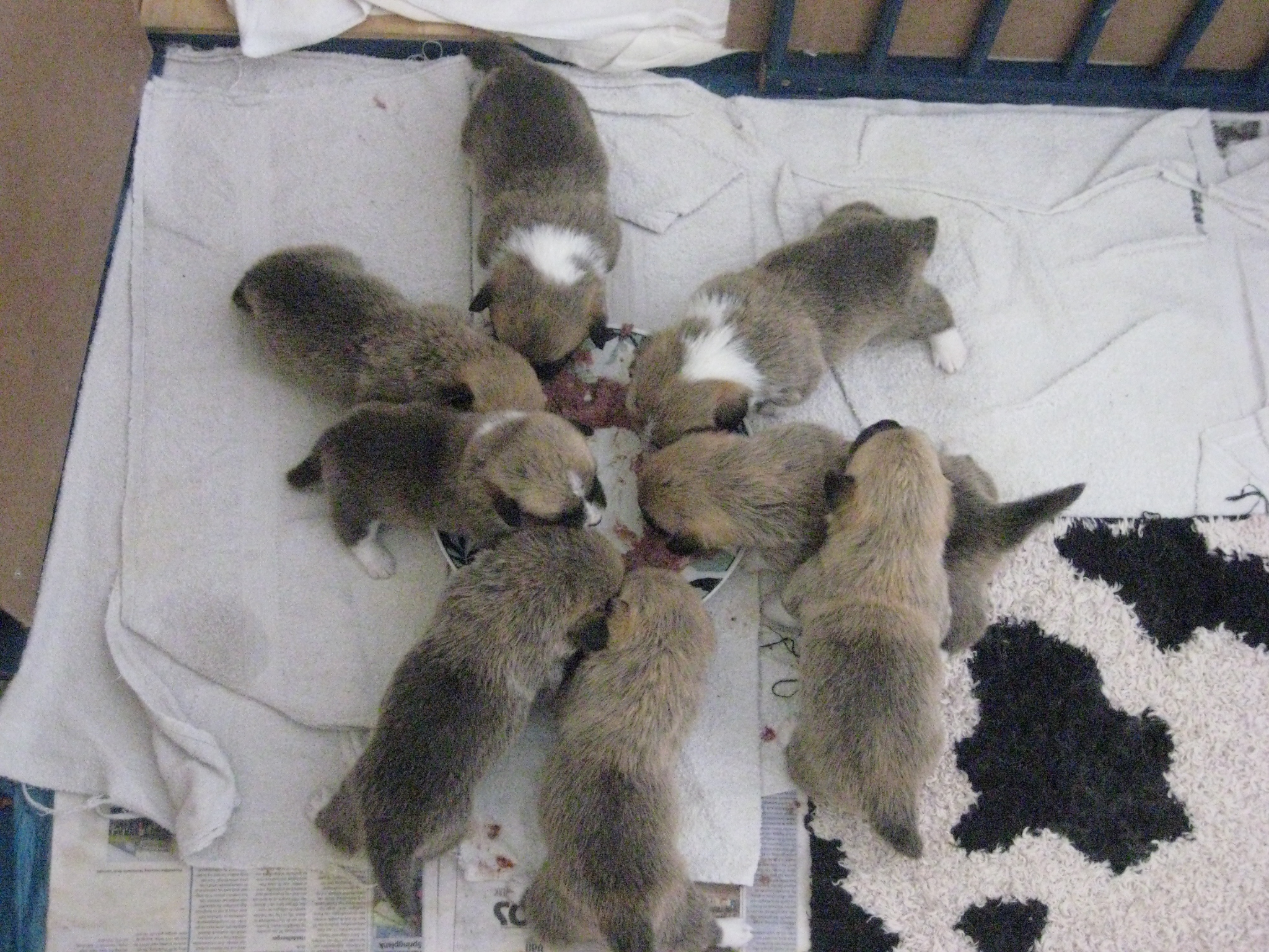 Pups